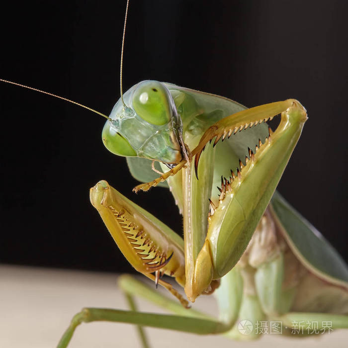 马来西亚巨盾螳螂菱形螳螂栖息在一棵树上