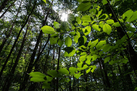 太阳戏剧性地通过一棵大树投下强烈的光线。 夏天在一片深森林里。