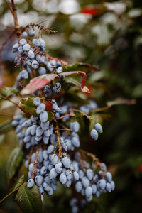 成熟的蓝色浆果的马霍尼亚水橄榄特写在绿色和红色的叶子背景上，在一个温暖的秋天在植物园拍摄。 小檗科的蓝色巴宝莉。