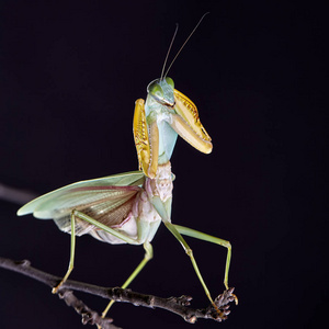 马来西亚巨大的盾牌螳螂菱形鱼栖息在一棵树上. 宏观经济照片