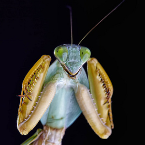 马来西亚巨大的盾牌螳螂菱形鱼栖息在一棵树上. 宏观经济照片