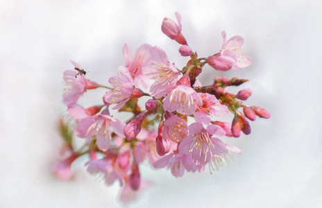 背景开花，这不是樱花常见的类型。 它的科学名称是，它生长在东亚和南亚。