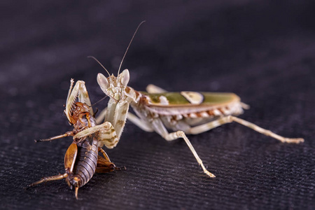 螳螂精卵受精雌性。 宏观的