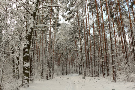 冬季森林。冬天森林里美丽的一天。
