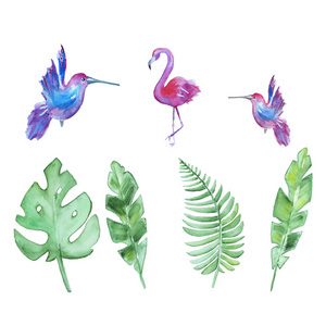 水彩手绘热带元素适合你的设计。绿叶蕨类植物火烈鸟和蜂鸟