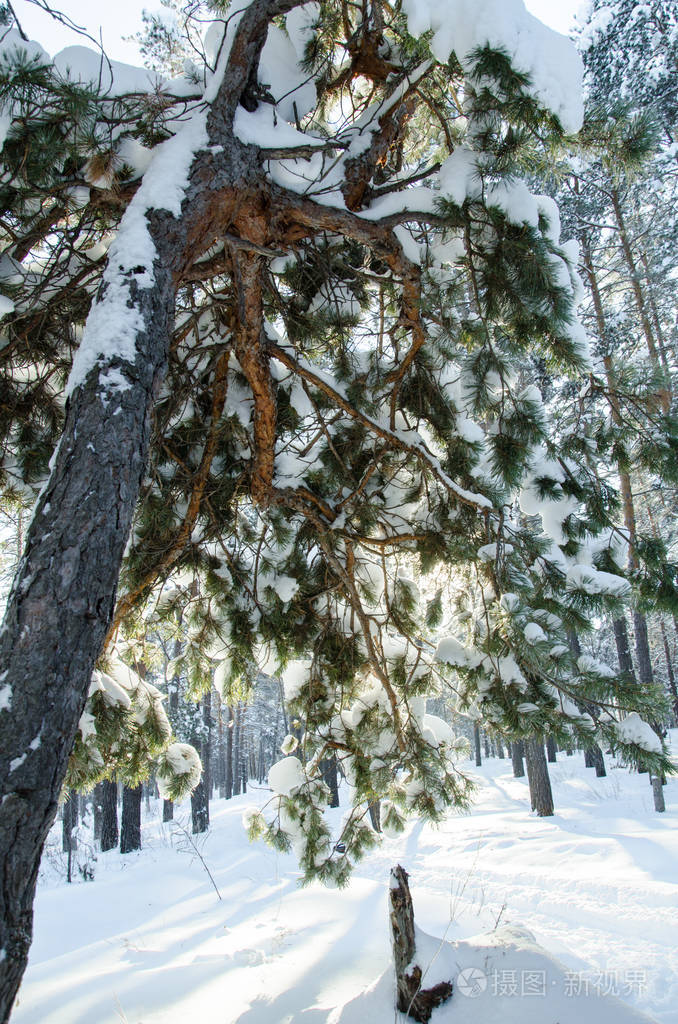 白雪覆盖的松树