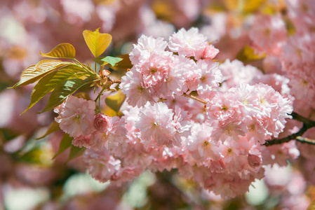 樱花盛开。樱花花。樱花。樱花日本春花。粉红色樱花花