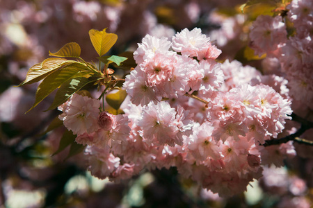 樱花盛开。樱花花。樱花。樱花日本春花。粉红色樱花花