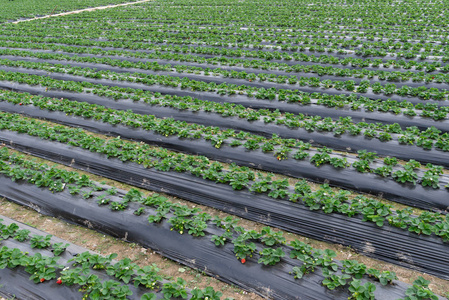 一片草莓地插画