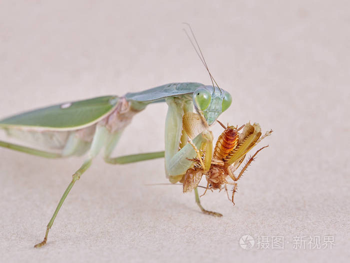 马来西亚巨盾螳螂rhomboderabasalis栖息在一棵树上