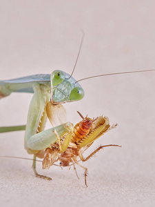 马来西亚巨盾螳螂(rhomboderabasalis)栖息在一棵树上照片