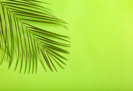 颜色背景上的绿色棕榈叶