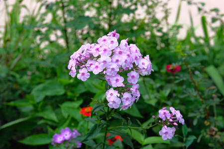 紫罗兰明亮的花朵在模糊的绿色背景。在郁郁葱葱的花园中关闭美丽的紫色盛开的花朵