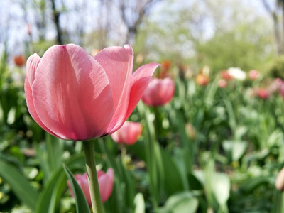 春天盛开的郁金香在大自然的背景下，公园的花朵，春天的季节，在自然的环境中