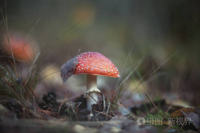 美丽的红帽蘑菇番红花在森林中。