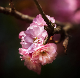 樱花盛开。 樱花花。 樱花。 樱花日本春花。 粉红色樱花花