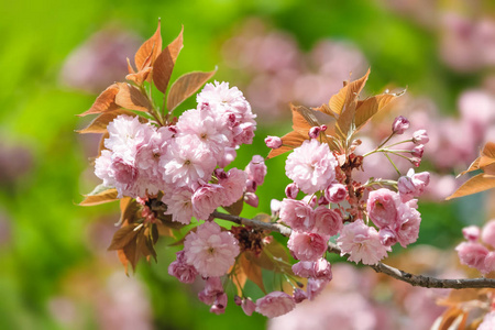 樱花盛开。 樱花花。 樱花。 樱花日本春花。 粉红色樱花花