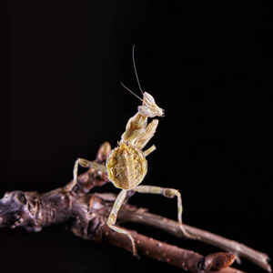 精卵螳螂精卵受精雌性. 宏观的照片
