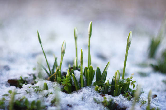 雪滴花的芽galanthusnivalis