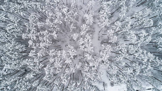 被白雪覆盖的松树顶部的鸟图。顶视图