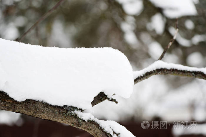 冬天花园里的树枝上覆盖着雪照片 正版商用图片171s0w 摄图新视界