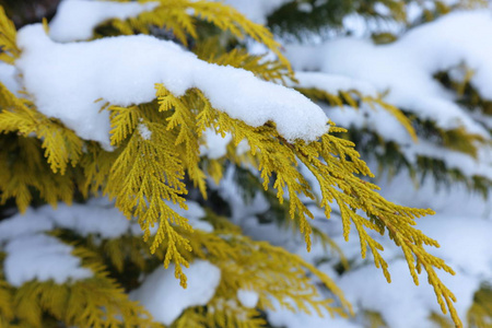 雪在 thuja 分支