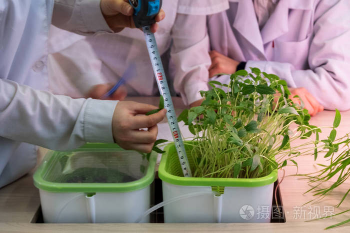 在实验室没有土地的情况下在水中生长植物的方法.