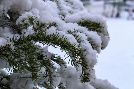 在冬天的森林里。雪中的绿色针头