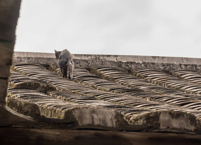 华安联合国世界遗产土楼屋顶上的猫