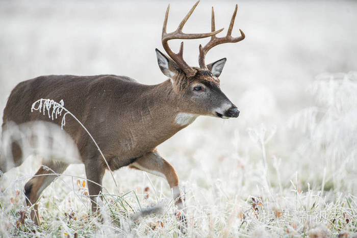 大的白色尾鹿雄鹿在霜冻覆盖的草地上,在第一个光.