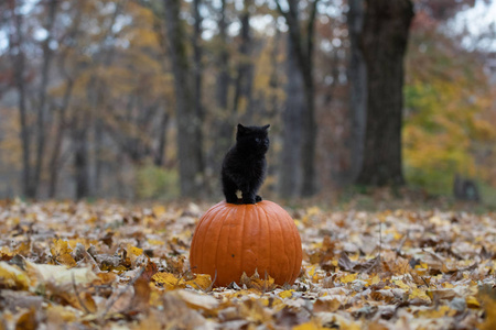 万圣节前夕，一只可爱的黑猫坐在树林里的一个橙色南瓜上