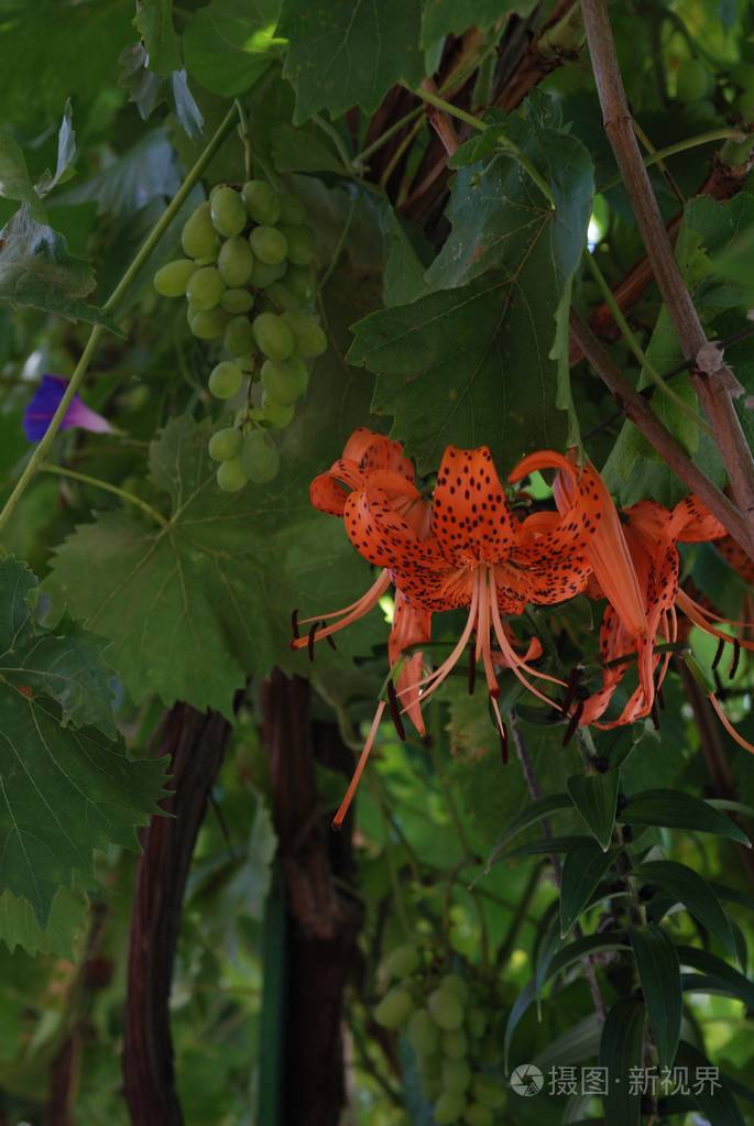 俄罗斯的花园花