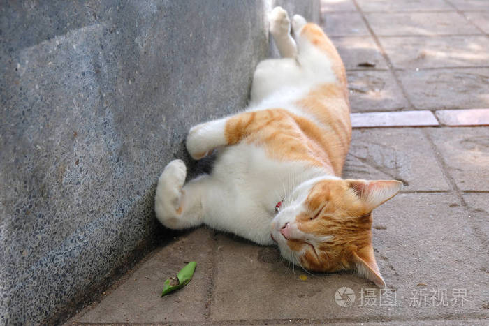 睡觉的可爱猫关门了