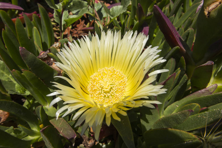 在葡萄牙欧洲最西部的大西洋上生长的黄色无花果花照片