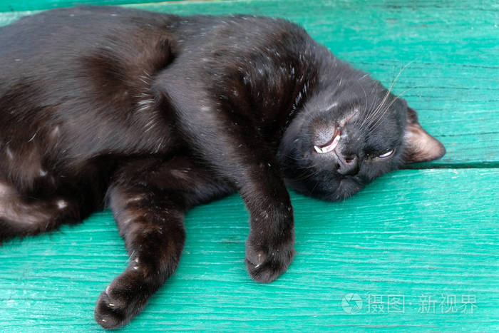 睡觉的可爱猫关门了