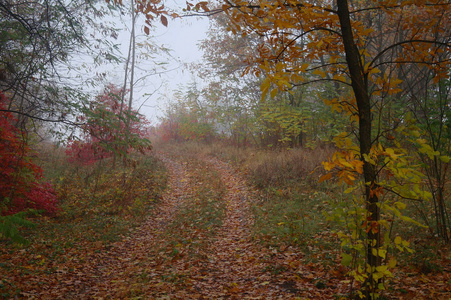 秋雾中的乡间小路