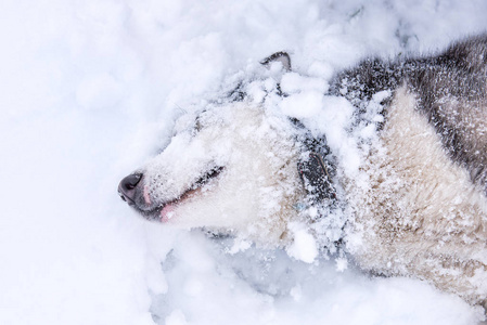 犬种西伯利亚哈士奇肖像在开阔的雪域。