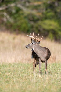 田纳西州烟雾弥漫的山区国家公园里，一头大白尾鹿站立在开阔的田野里
