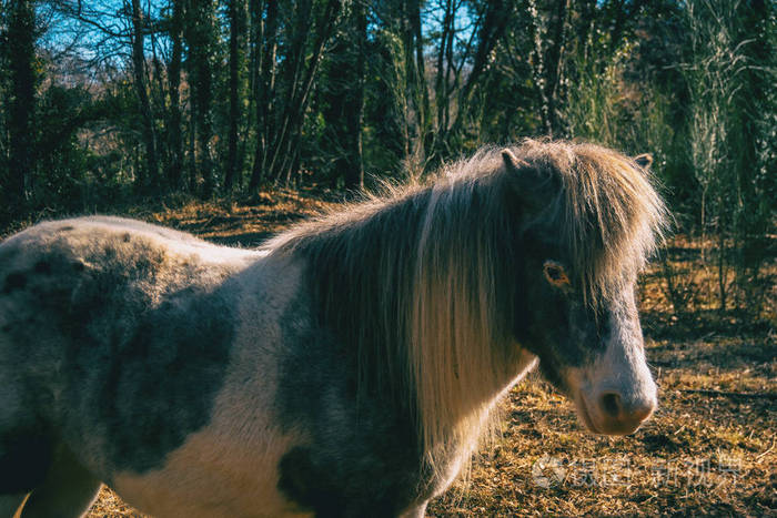 一匹小马在阳光下在森林里的肖像