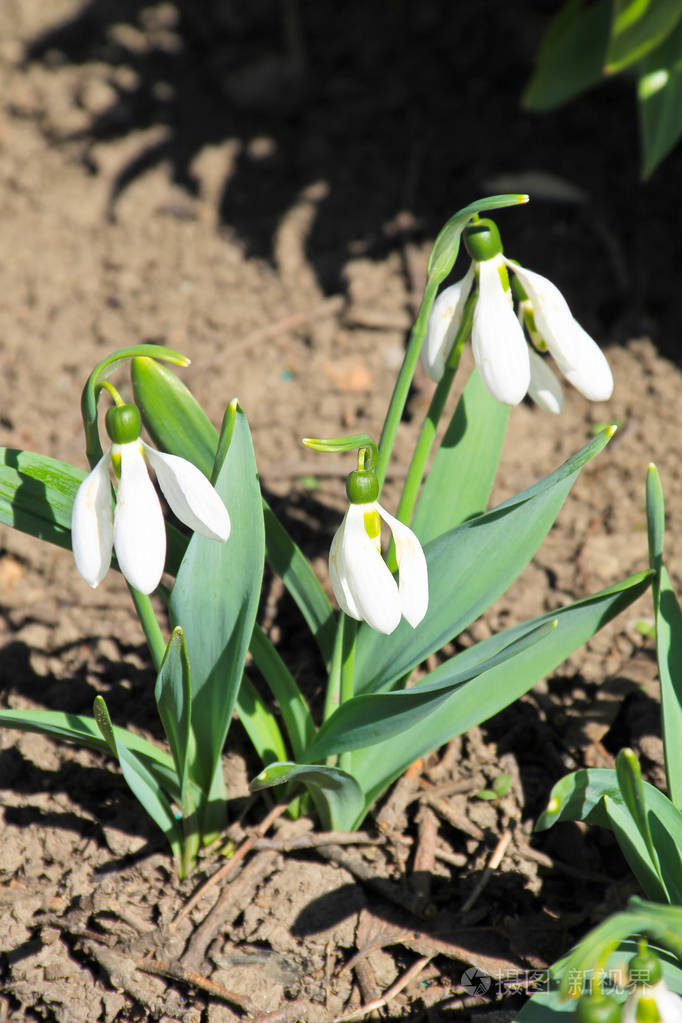 早春的白色雪滴花galanthusnivalis