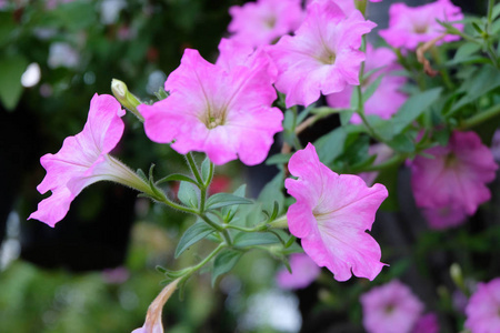 花园里柔和的粉红色花朵