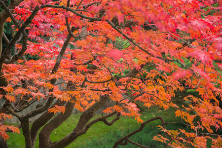 秋天的日本花园