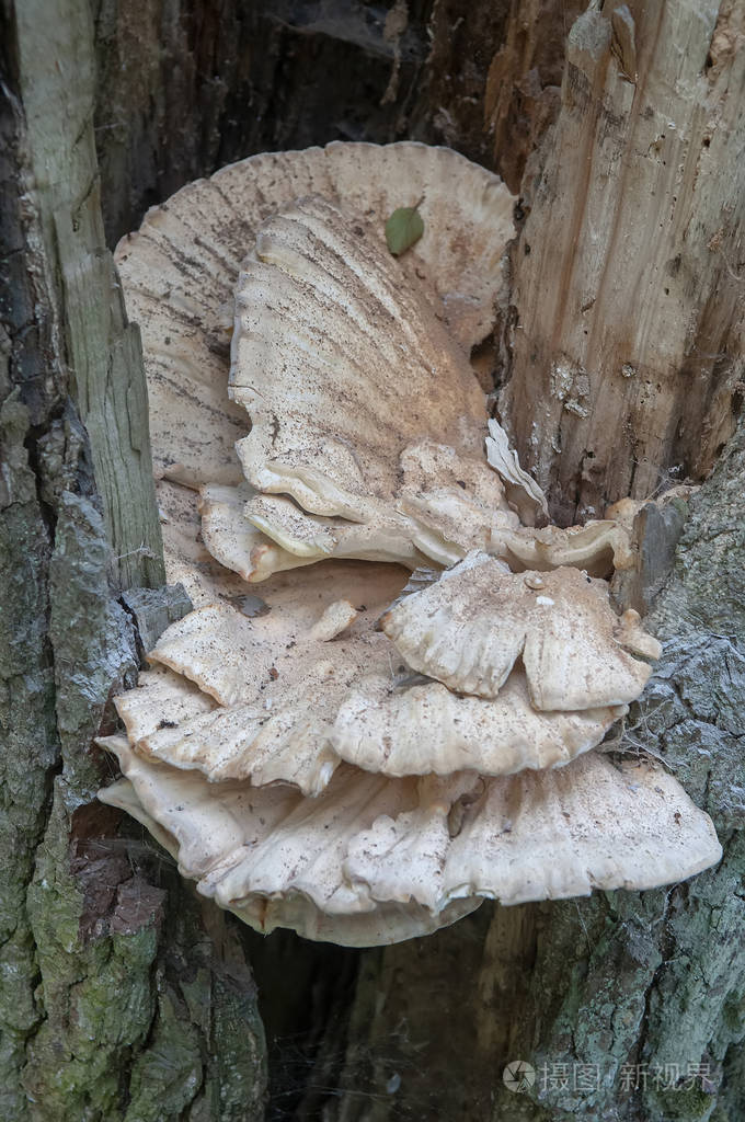树干上的银耳
