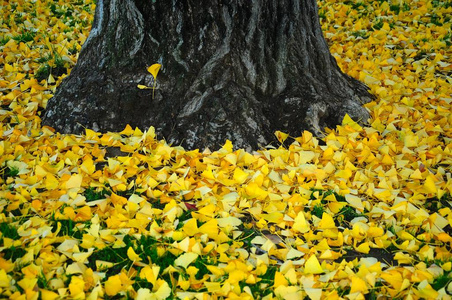 秋季地上有黄色的银杏叶。 黄色的叶子背景。 意大利佛罗伦萨。