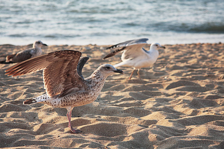 denmaj海鸥在丹麦海滩飞翔的海景. 海鸥在沙滩上飞翔照片