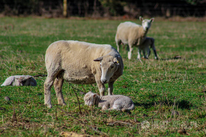 新西兰绵羊家庭母羊和绿田羔羊
