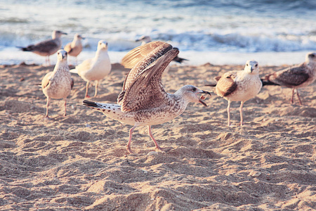 denmaj海鸥在丹麦海滩飞翔的海景. 海鸥在沙滩上飞翔照片