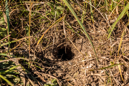 老鼠在洞里图片