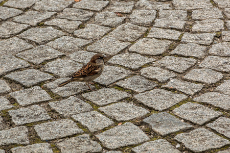 勇敢的小麻雀在小镇的石地上图片