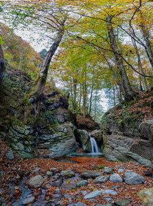 秋天树林里有纯净水的小溪